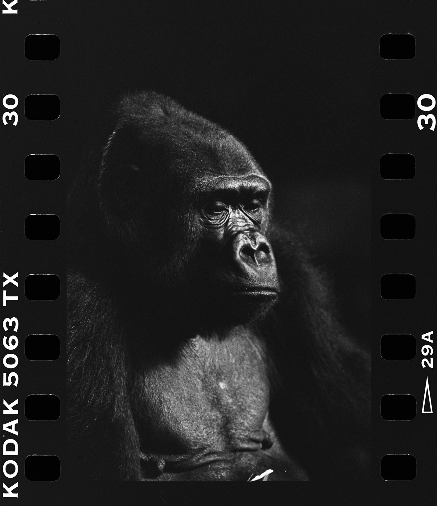 Portrait Animals Gorilla Female