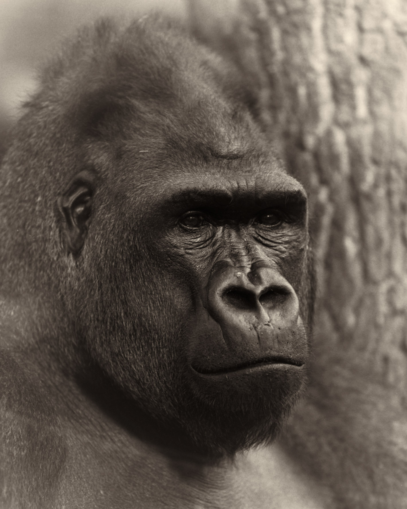 Portrait Animals Gorilla Male
