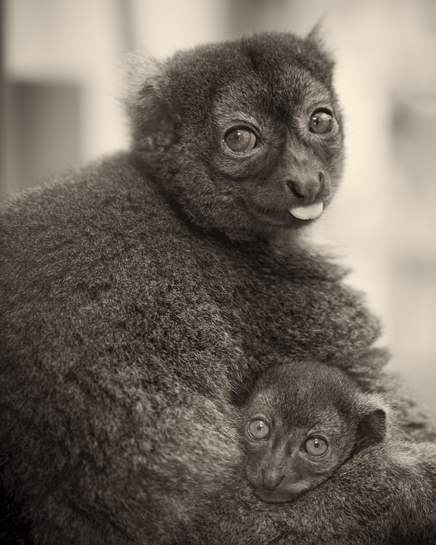 Portrait Animals Großer Bambuslemur