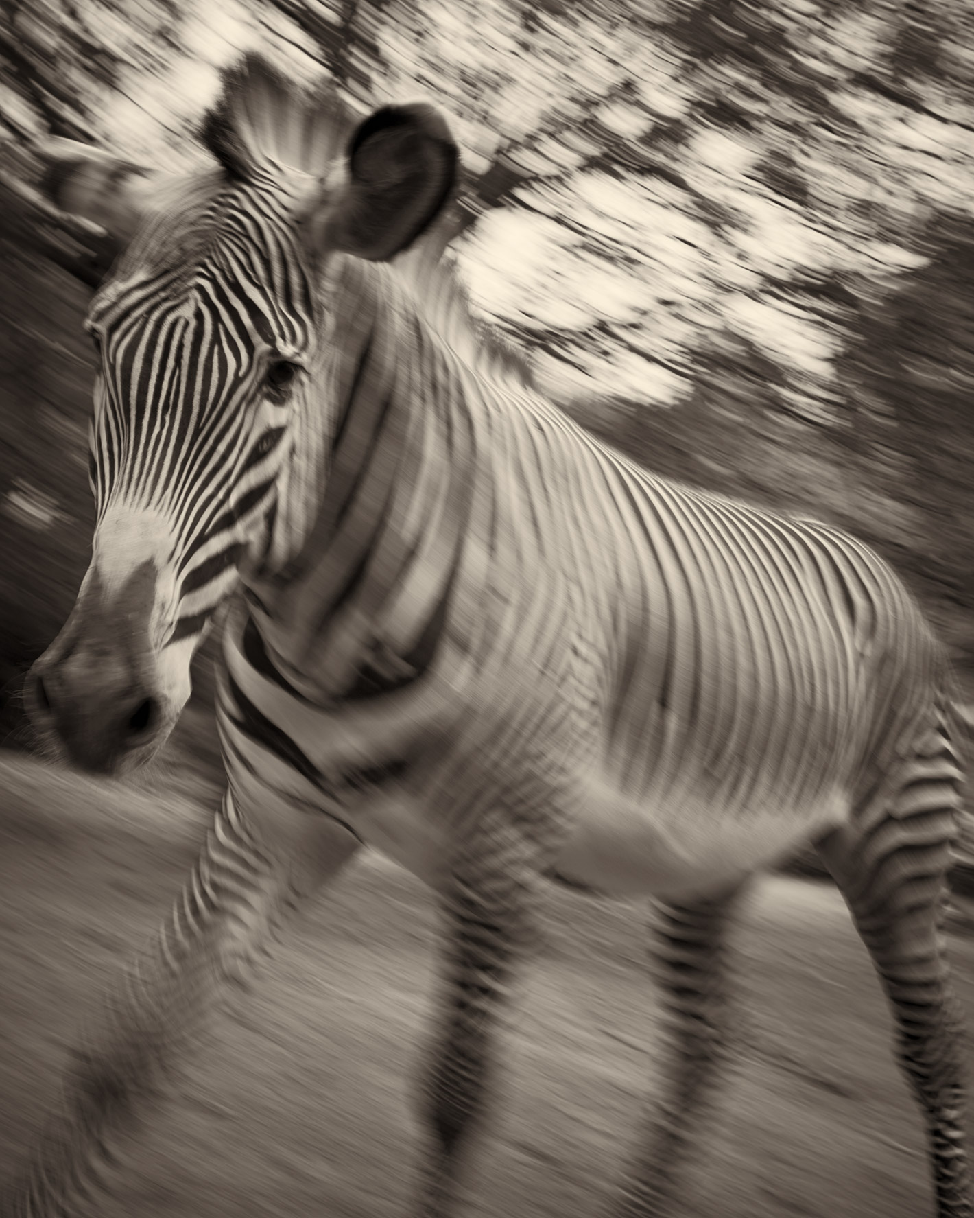 Portrait Animals Grevyzebra