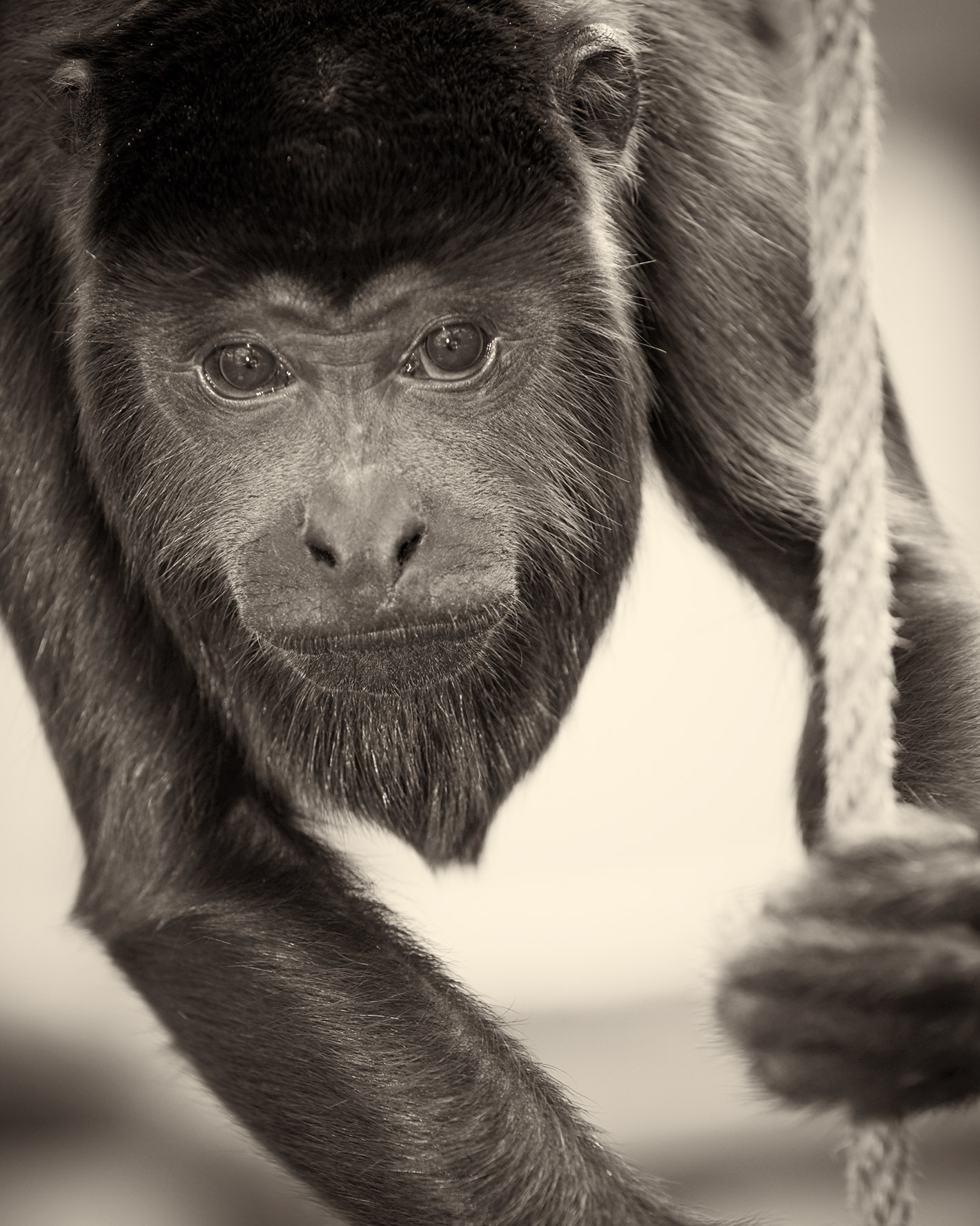 Portrait Animals Roter Brüllaffe Pakoa