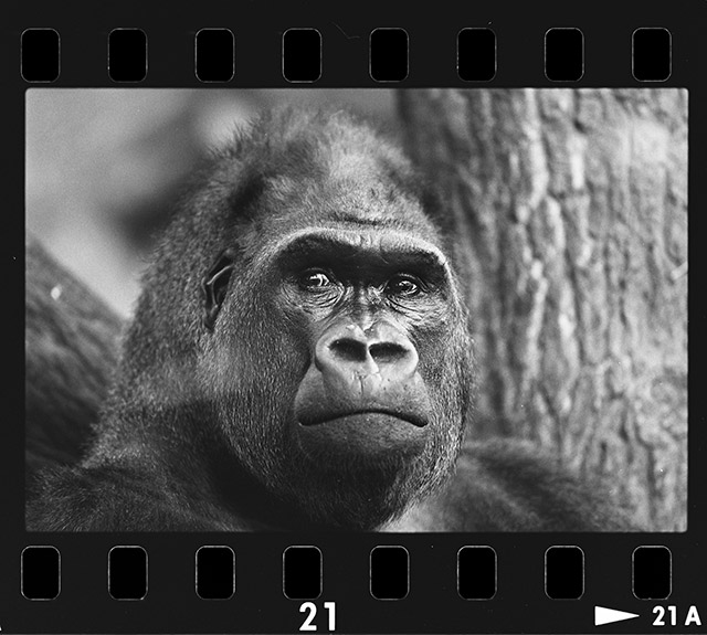 Portrait Animal - Flachlandgorilla Male Kim