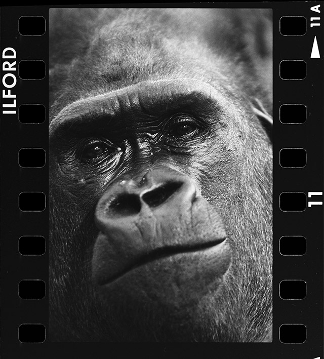 Portrait Animal - Flachlandgorilla Male Kim