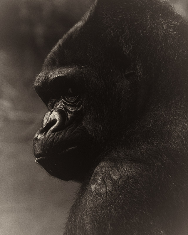 Portrait Animal - Flachlandgorilla Female