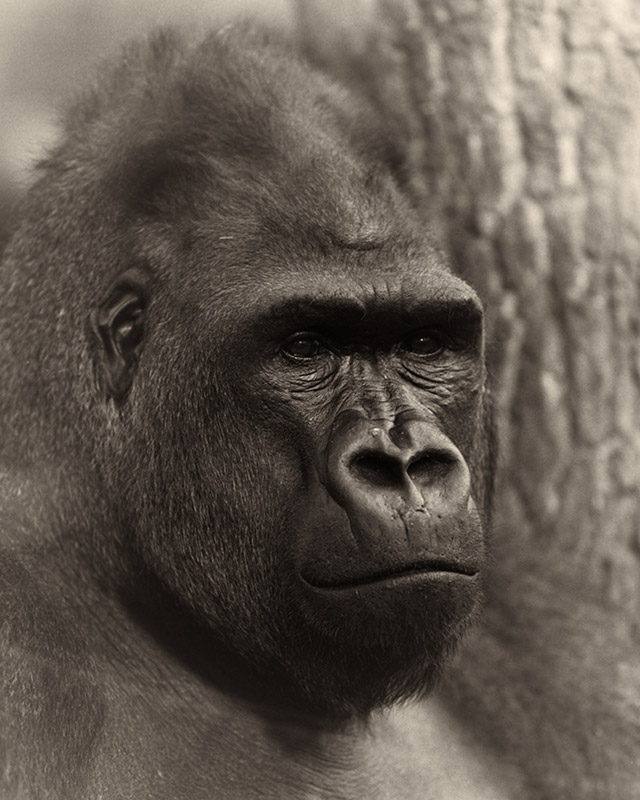 Portrait Animal - Flachlandgorilla Male Kim