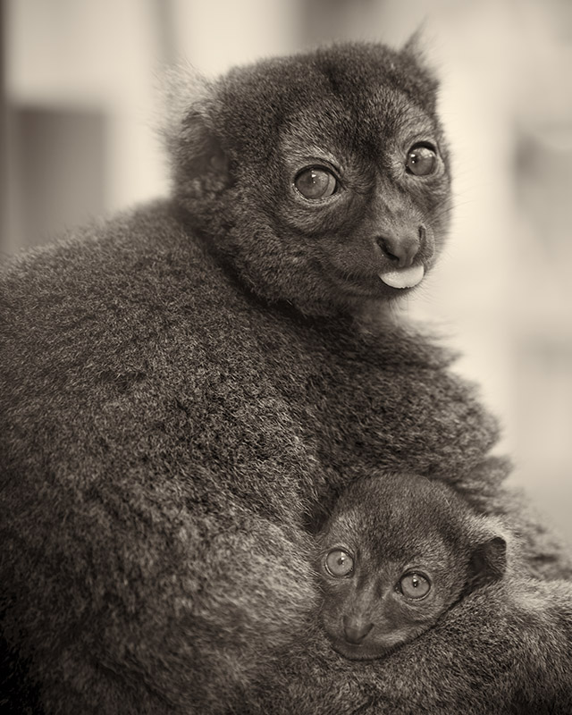 Portrait Animal - Großer Bambuslemur Mutter mit Jungtier