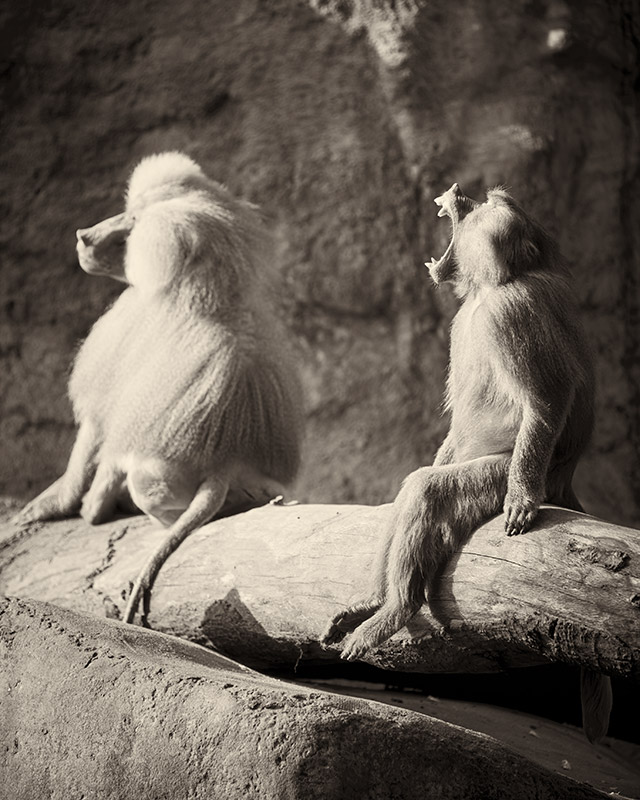 Portrait Animal - Mantelpavian male and female